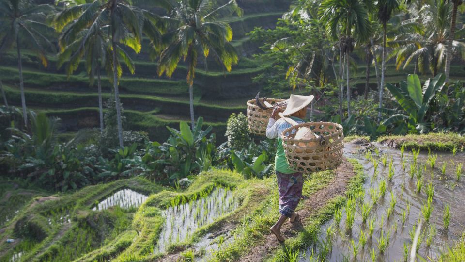 From Ubud: Evening Firefly Tour in Taro Village - Meet Local Families