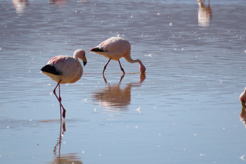 From Uyuni: Private Day Trip Laguna Colorada. - Essential Packing List