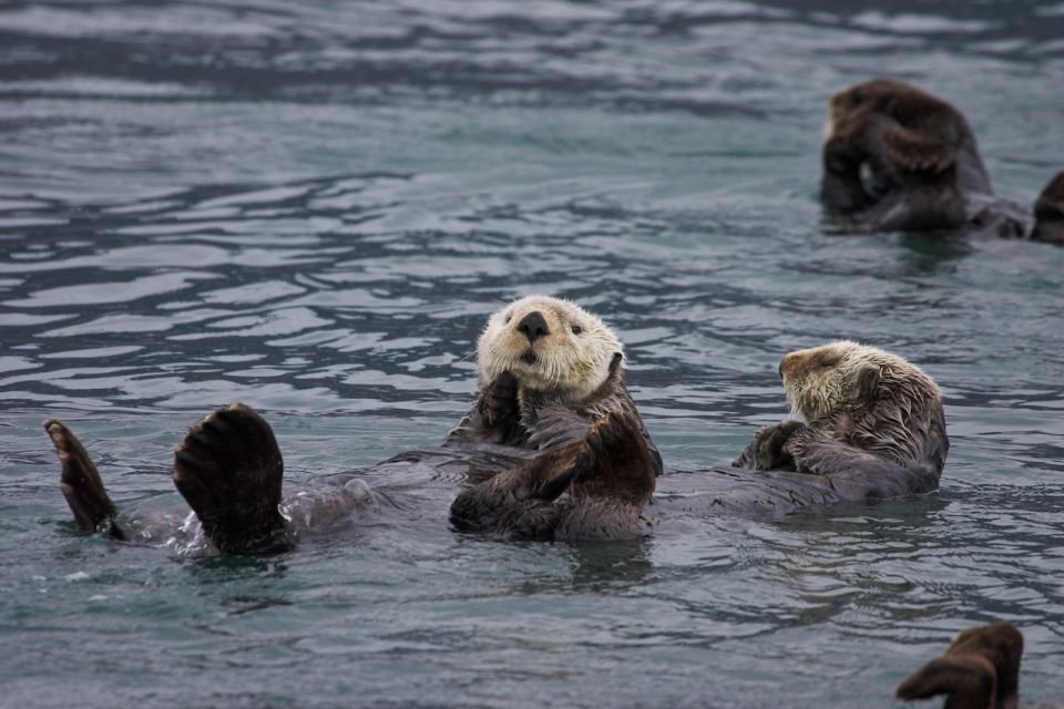 From Valdez: 7.5-hour Meares Glacier & Wildlife Cruise - Discover Meares Glacier