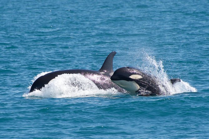 Full-Day Kenai Fjords National Park Northwestern Cruise - Safety Guidelines