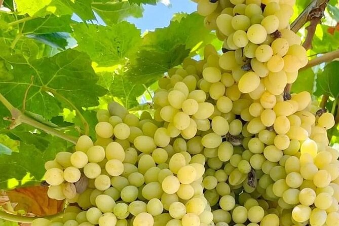 Full-Day Rhodes Island Tour With Wine Tasting Experience - Cancellation and Refund Policy