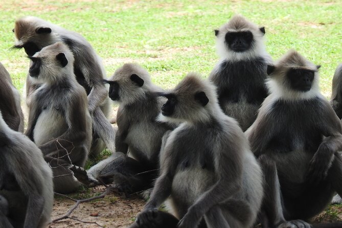 Full Day Safari Tour in Yala National Park - Safari Experience and Activities