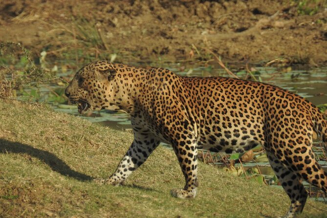 Full Day Safari - Yala National Park - 04.30 Am to 06.00 Pm With - Janaka Safari - Midday Lunch Interlude