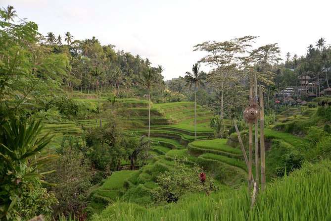 Full-Day Tour Ubud Best Things to Do in Ubud - Pricing and Reviews