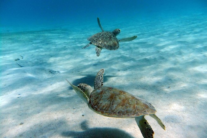 Full Day - Turtle Cove Snorkel & Water Island Beach Excursion - Customer Reviews and Ratings