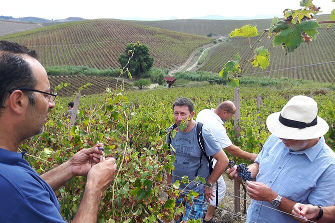 Full-Day Wine Tour in Western Sicily - Booking Information and Policies