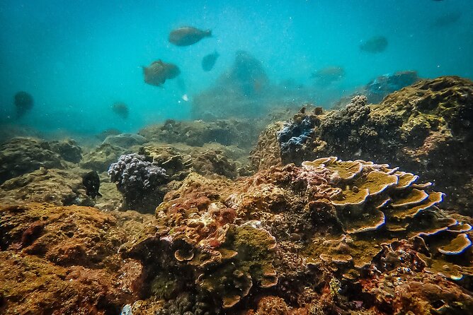 Fun Dives For Certified Divers - Guest Reviews and Ratings