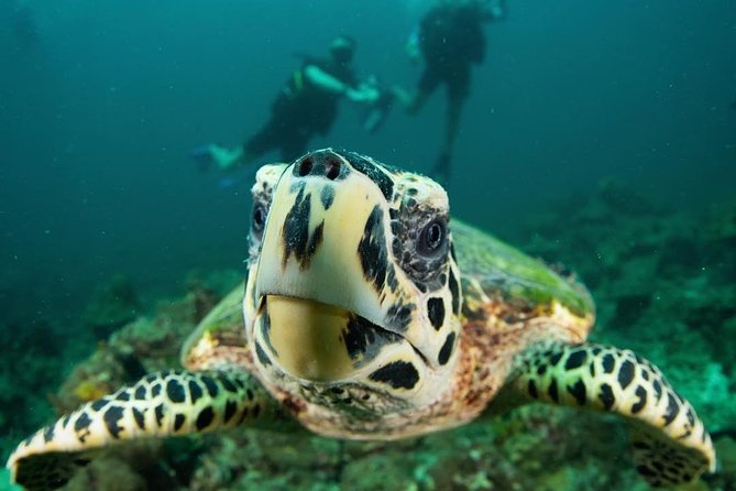 Fun Diving Safari Day Trip From Koh Lanta - Certified Divers - Booking Information