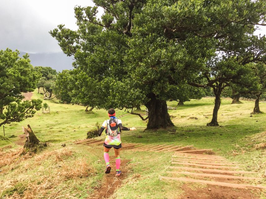 Funchal: Fanal Ancient Forest Running Tour - Scenic Highlights of the Forest