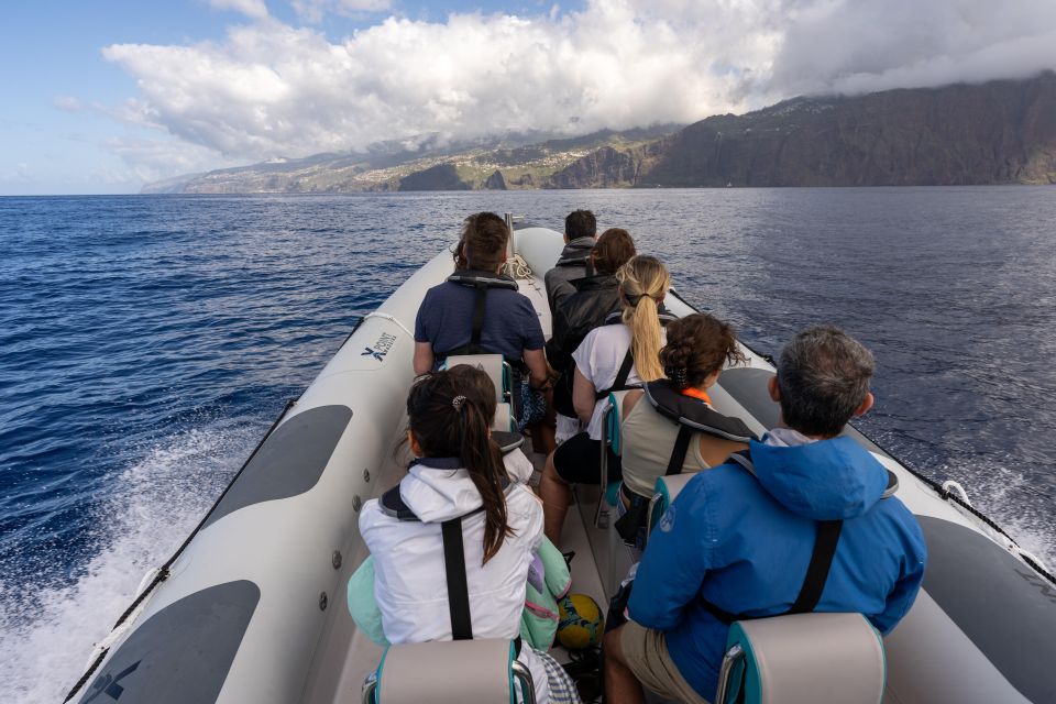 Funchal: Swim With Dolphins / Dolphin&Whale Watching by RIB - Whale and Dolphin Sightings