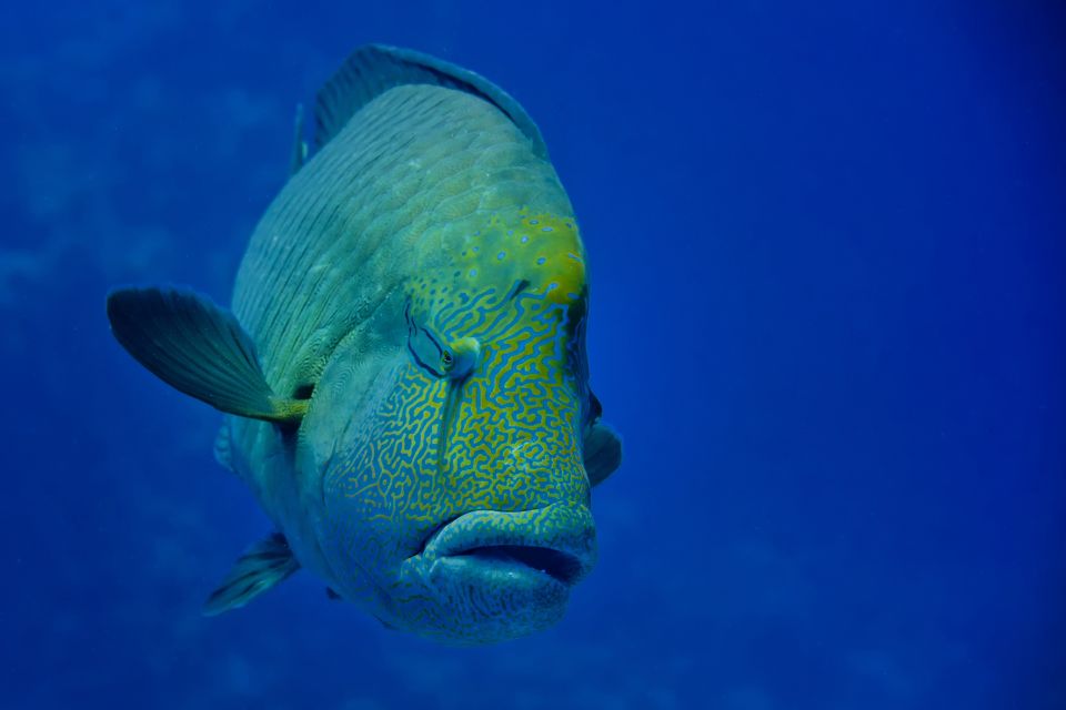 Gardaland SEA LIFE Aquarium: Open Date Entry Ticket - Dining and Amenities