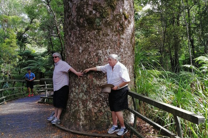 Giant Kauries and Glowwormss Cave - the Bay of Islands Tour Private Tour - Customer Reviews and Ratings