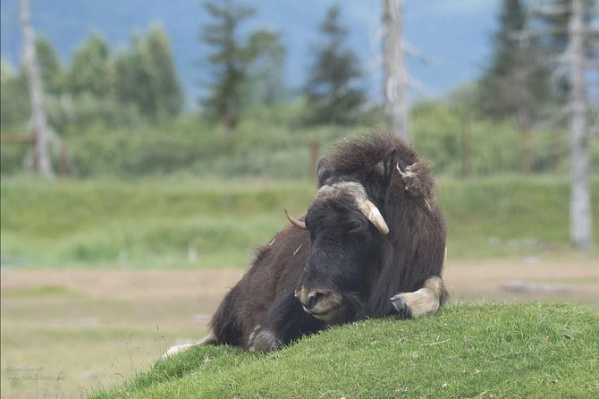 Glaciers and Wildlife: Super Scenic Day Tour From Anchorage - Tour Requirements and Accessibility