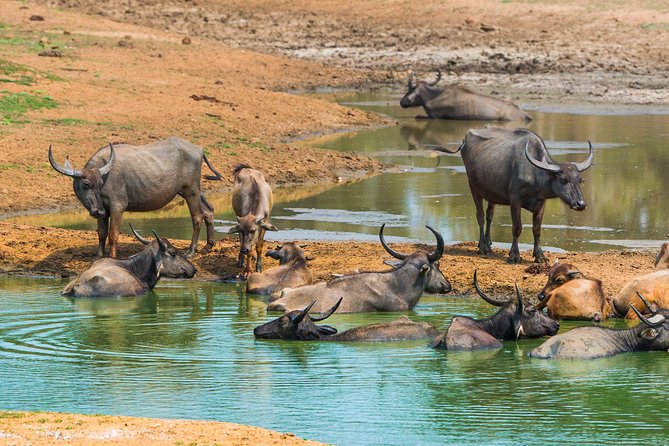 GO WILD! Double Safari Day Trip (Yala & Udawalawe) - Private & All Inclusive - Accessibility and Participation Guidelines