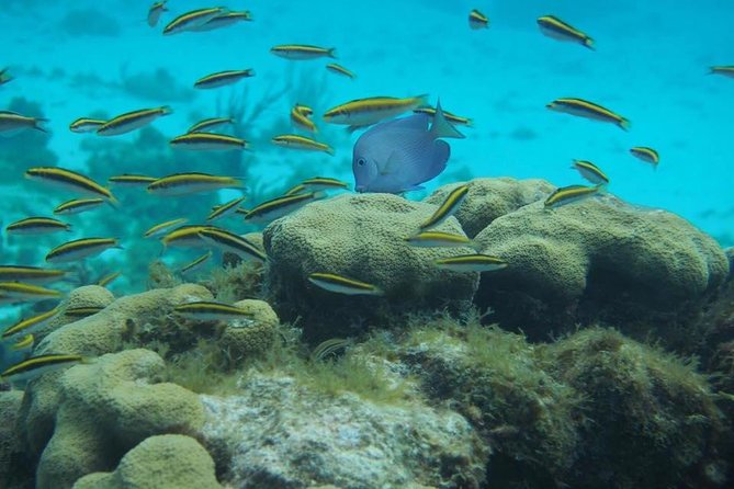 Grand Cayman Cruise: Starfish Point, Stingray City, Coral Garden - Snorkeling Coral Garden