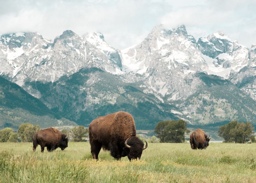 Grand Teton National Park: 4-Hour Guided Wildlife Adventure - Biologist/Naturalist Guide Expertise