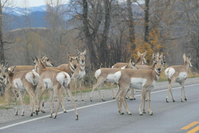 Grand Teton National Park - Full-Day Guided Tour From Jackson Hole - Reviews and Guest Experiences