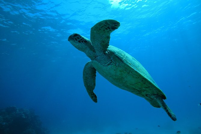 Great Barrier Reef Dive and Snorkel Cruise From Mission Beach - Booking Information and Pricing