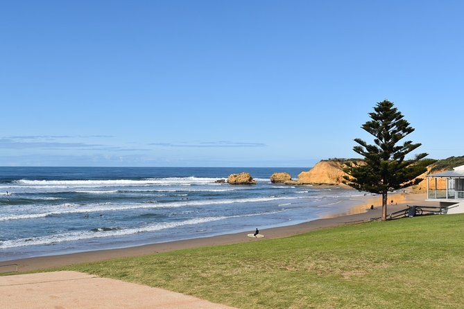 Great Ocean Road Tour Plus Koalas, Forest Walk and Morning Tea - Wildlife Spotting Opportunities