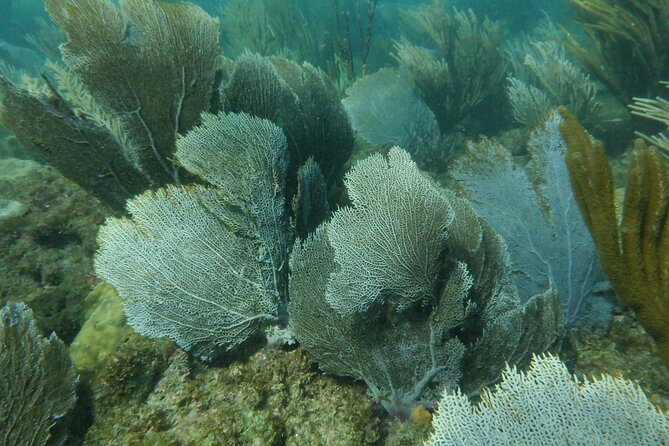 Guided Shore Diving Tour - Additional Tips for Divers