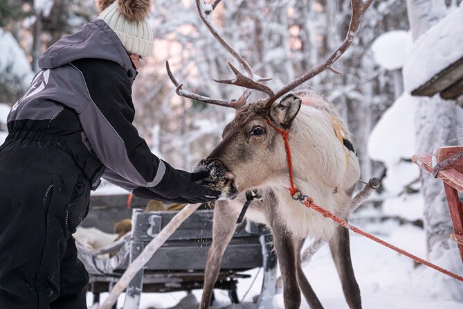 Half-Day Experience in Local Reindeer Farm in Lapland - Operational Information