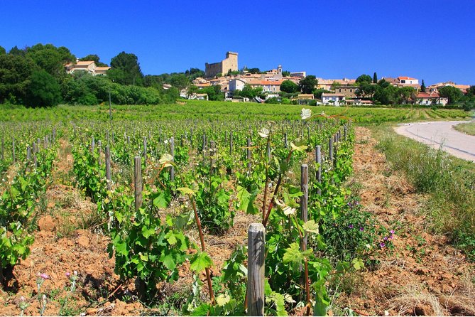 Half Day Great Vineyard Tour From Avignon - Guest Reviews and Ratings