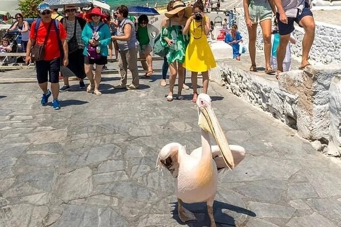 Half-Day Private Guided Tour in Mykonos up to 6 - Positive Customer Feedback
