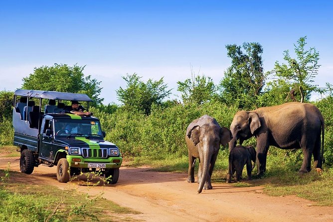Half Day Udawalawe Safari (Entrance + Lunch) - Traveler Reviews