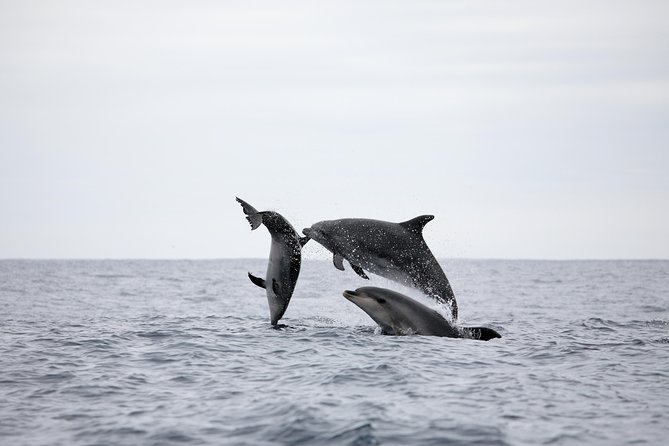 Half-Day Whale and Dolphin Watching Tour in Ponta Delgada - Additional Information