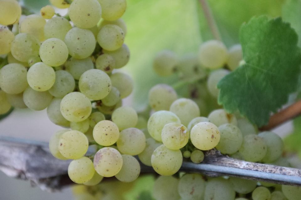 Heraklion: Half Day Small Group Olive Oil & Wine Tour - Olive Oil Tasting