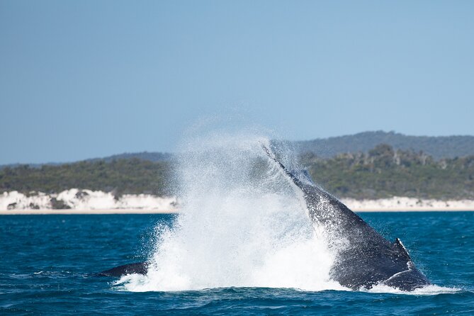 Hervey Bay Ultimate Whale Watching Cruise - Participant Guidelines