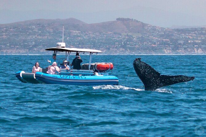 High Speed Zodiac Whale Watching Safari From Dana Point - What to Expect on the Tour