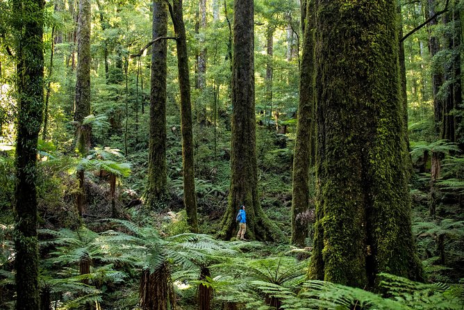 Hike New Zealands Finest Forest - Whirinaki Forest - What to Bring on Your Hike
