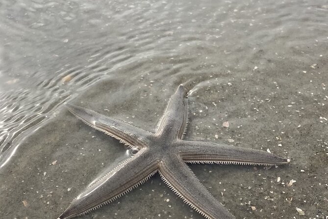 Hilton Head Dolphin Tour With Stop at Disappearing Island - Dolphin Watching Tips