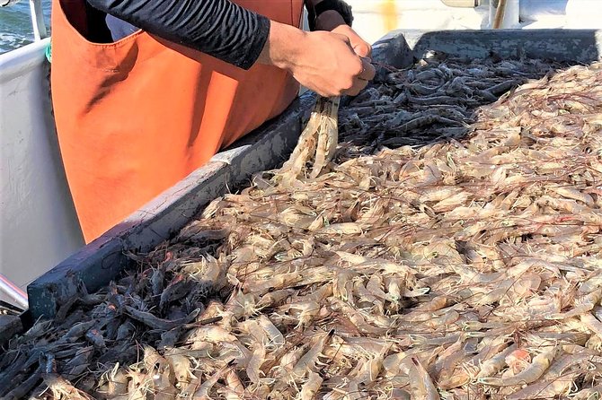 Hilton Head Shrimp Trawling Boat Cruise - What to Expect on Board