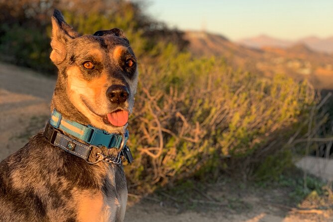 Hollywood Walk of Fame & Hiking Tour With LA Skyline Sunset Views - Accessibility and Parking Options