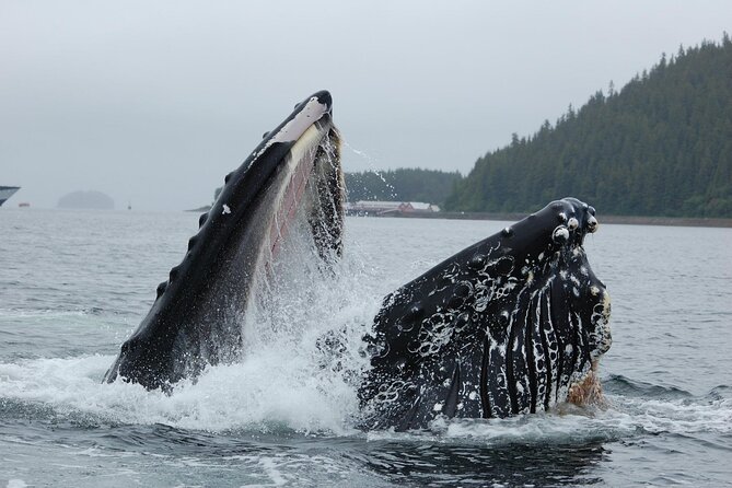 Hoonah Whale-Watching Cruise - Tips for a Great Experience