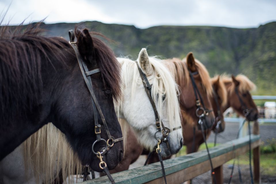 Horse Riding Tour in Reykjadalur (Hotspring Valley) - What to Expect During the Ride