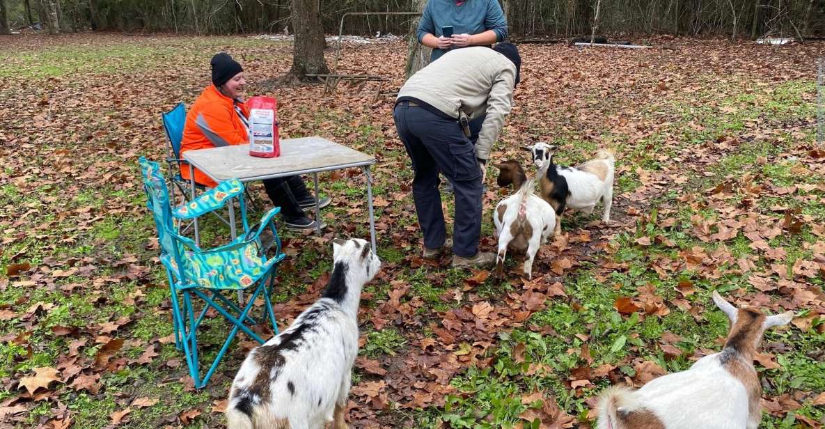 Houston: Adorable Mini Goats Experience E - Visitor Tips