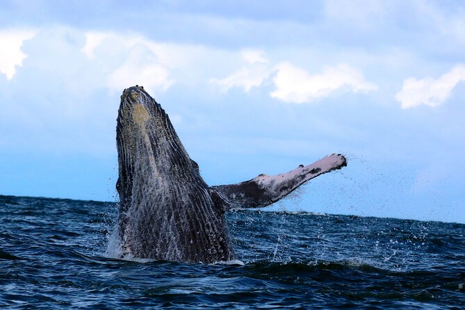 Humpback Whale Watching in Bahia Málaga, Colombia - Customer Reviews and Feedback