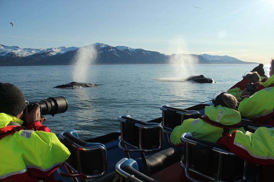 Húsavík: Big Whale Safari & Puffin Island Tour - Safety Guidelines