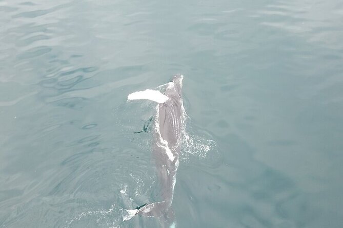 Husavik Family-Owned and Operated Whale Watching - Booking Information