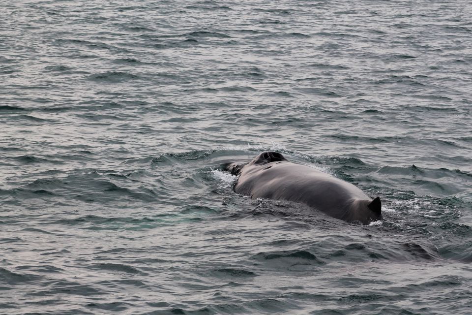 Húsavík: Family-Run and Guided Whale Watching Tour - Booking Process and Options