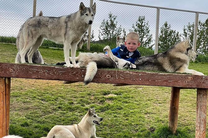 Husky Petting in Akureyri (private) - Ideal Audience for Petting