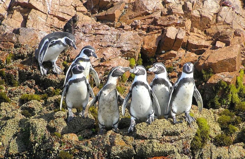 Ica Paracas and Ballestas Islands Tour From Lima 1 Day - Customer Feedback