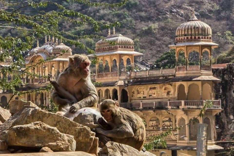 Jaipur Sightseeing Tour With Monkey Temple (Galta Ji Temple) - Tips for Visiting