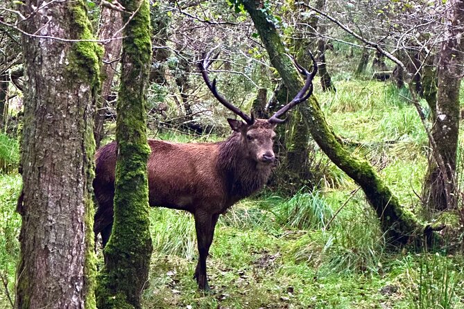Jaunting Car Tour in Killarney National Park - Additional Tour Information