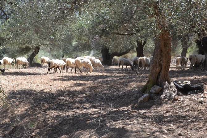 Jeep Safari 4x4 Crete Real off Road Mountain Tracks With Lunch From Hersonissos - Transfers and Transportation