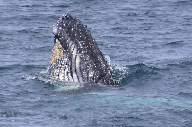 Jervis Bay Whale Watching Tour - Booking Information