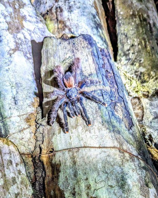 Jungle Night Walk/ Nocturnal Wildlife and Jungle Sounds - Tips for an Enjoyable Adventure